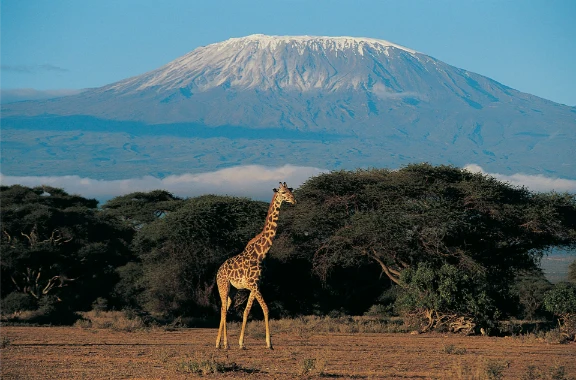 Kilimanjaro, Kenya, Giraffe