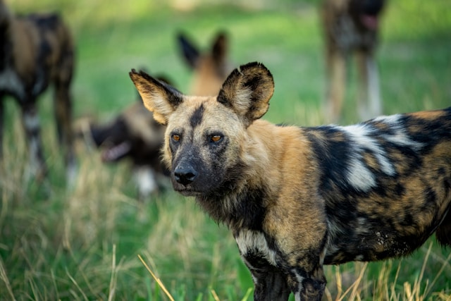 African Wild dog Zimbabwe