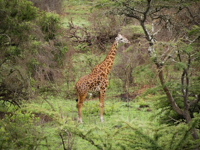 Akagera National Park, Kayonza, Rwanda