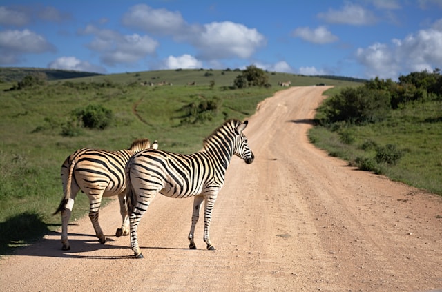 Addo Elephant park game drives