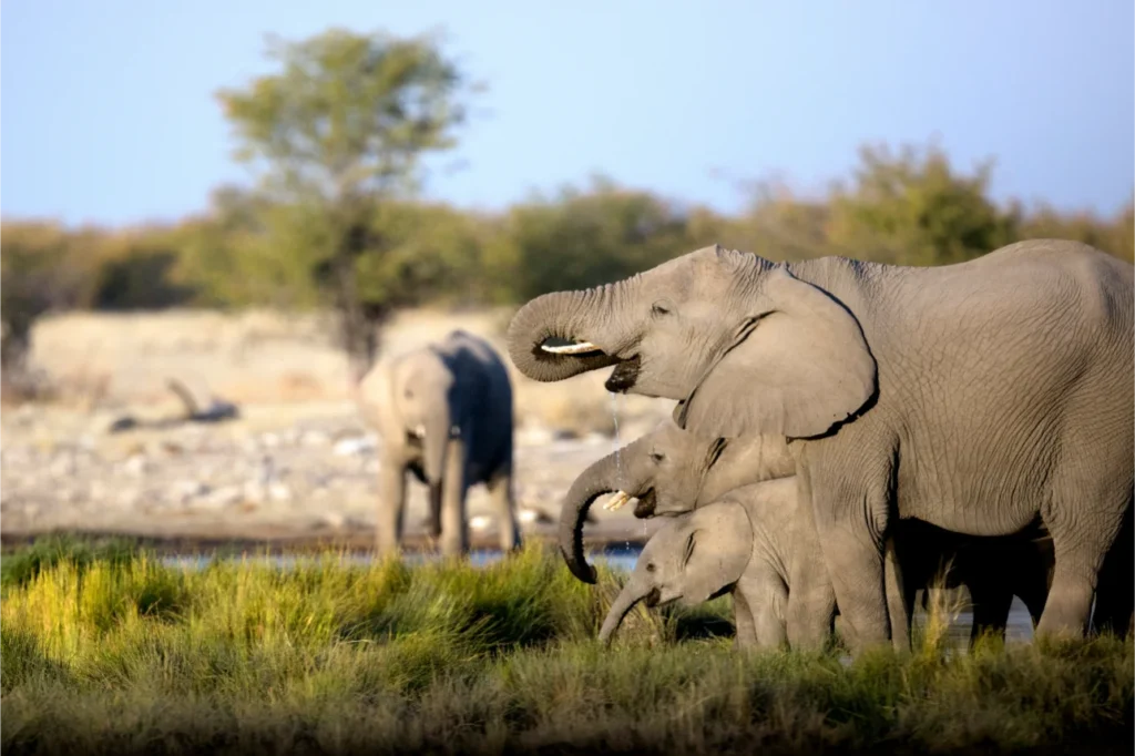 Madikwe Reserve elephants