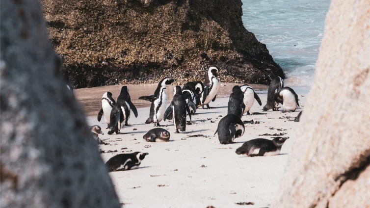 Boulders Beach penguins