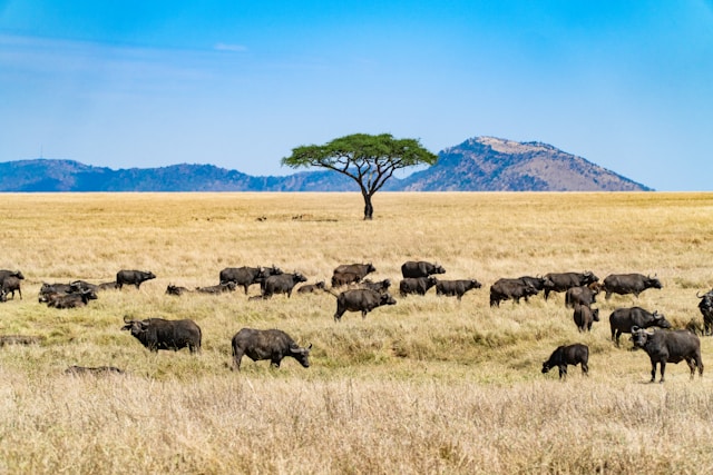 Serengeti Tanzania