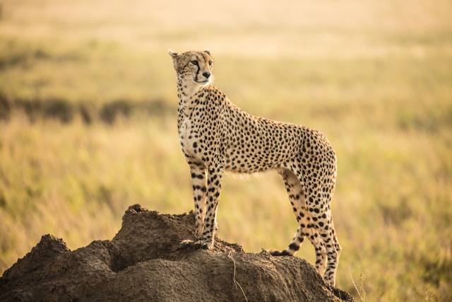 Cheetah Serengeti